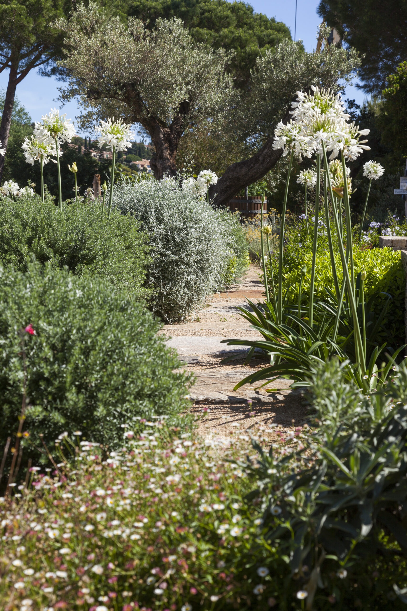 Allée bordée d'agapanthes Allée stabilisée bordée d'agapanthes blanches et oliviers dans un jardin méditerranéen par MR Paysage