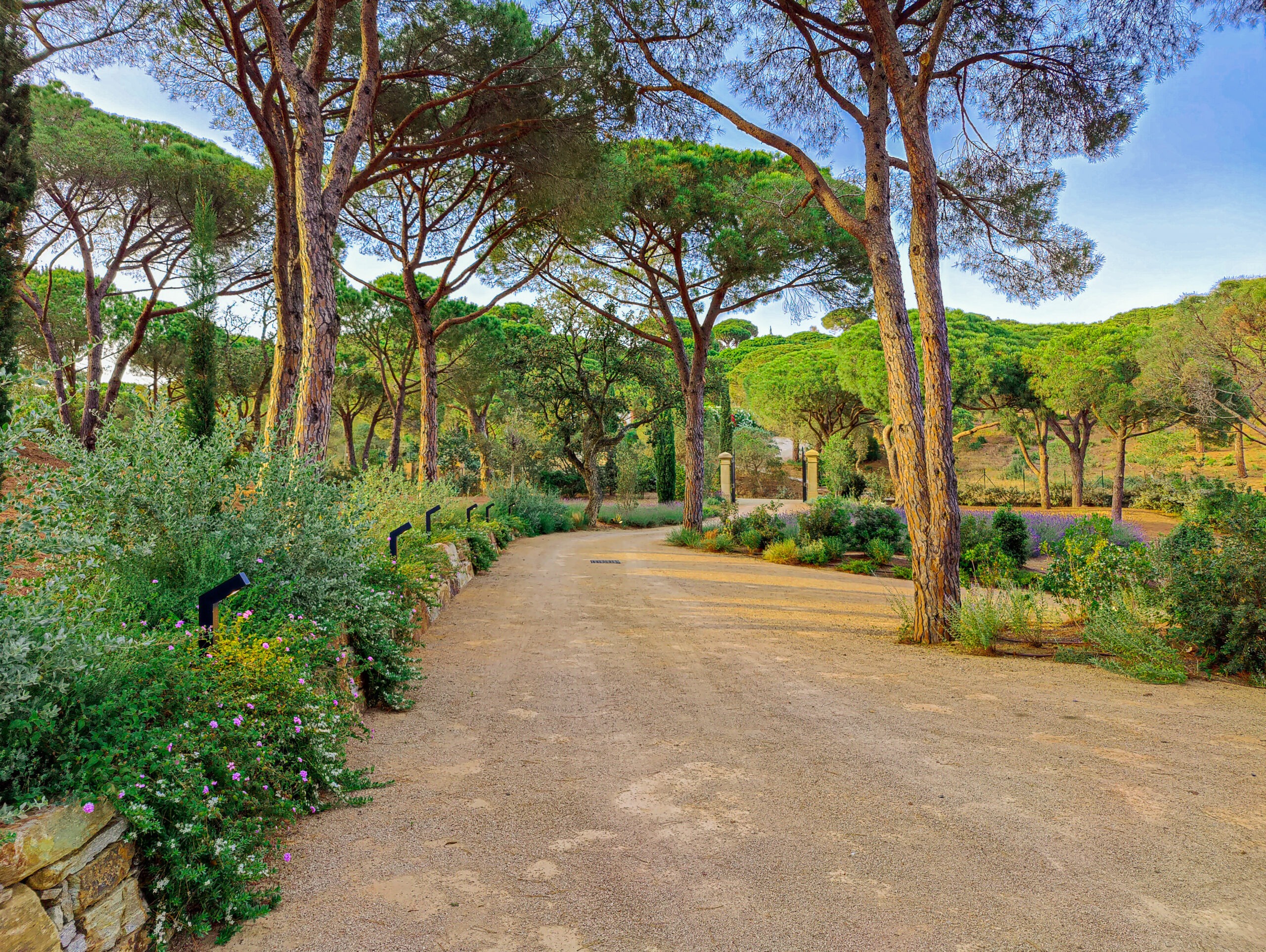 Allée d'entrée — pinède Allée d'entrée bordée de pins parasols dans le jardin d'une propriété du golfe de Saint-Tropez par MR Paysage
