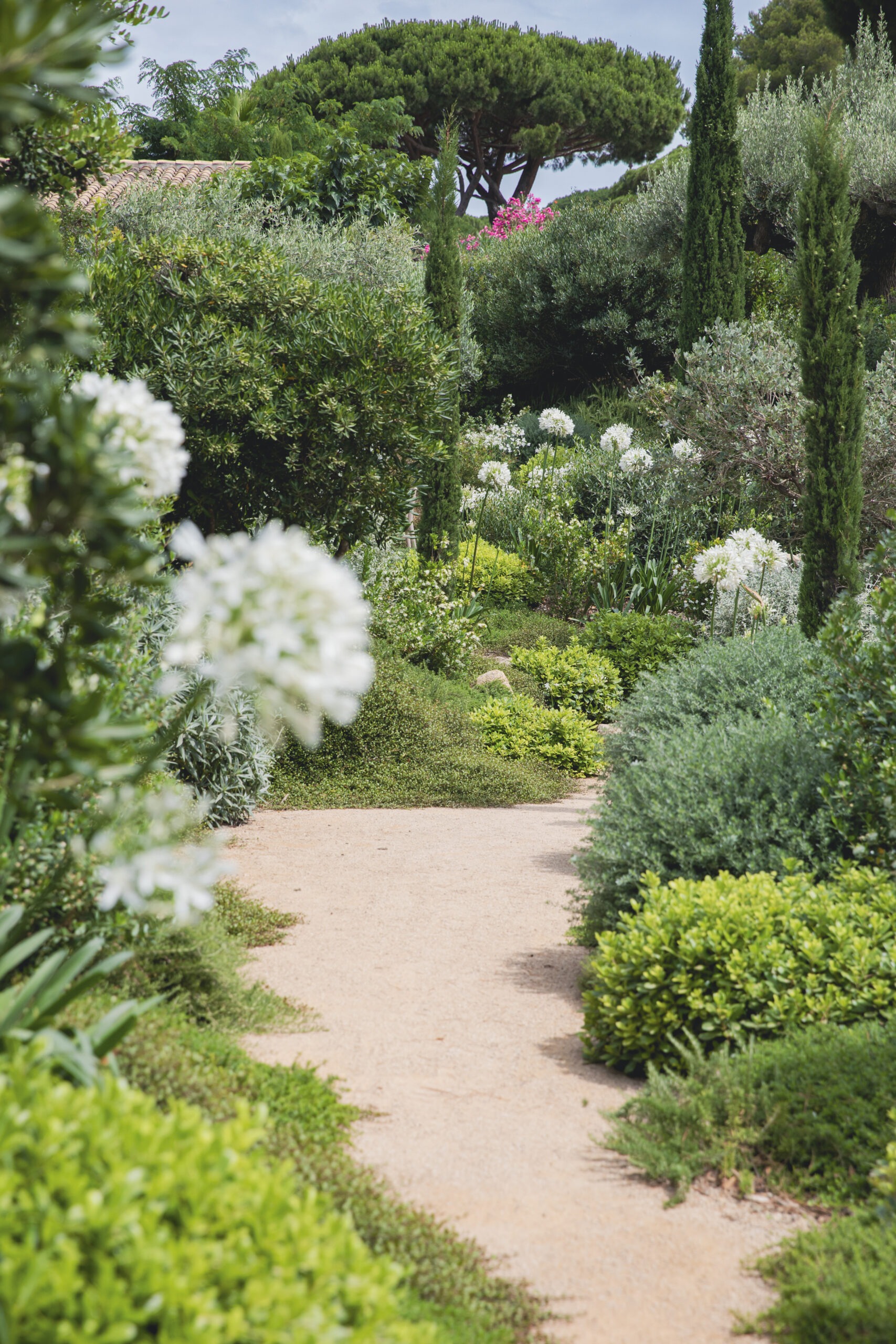 Allée à travers les massifs — agapanthes et cyprès Allée stabilisée à travers un jardin paysager avec agapanthes et cyprès colonnaires par MR Paysage