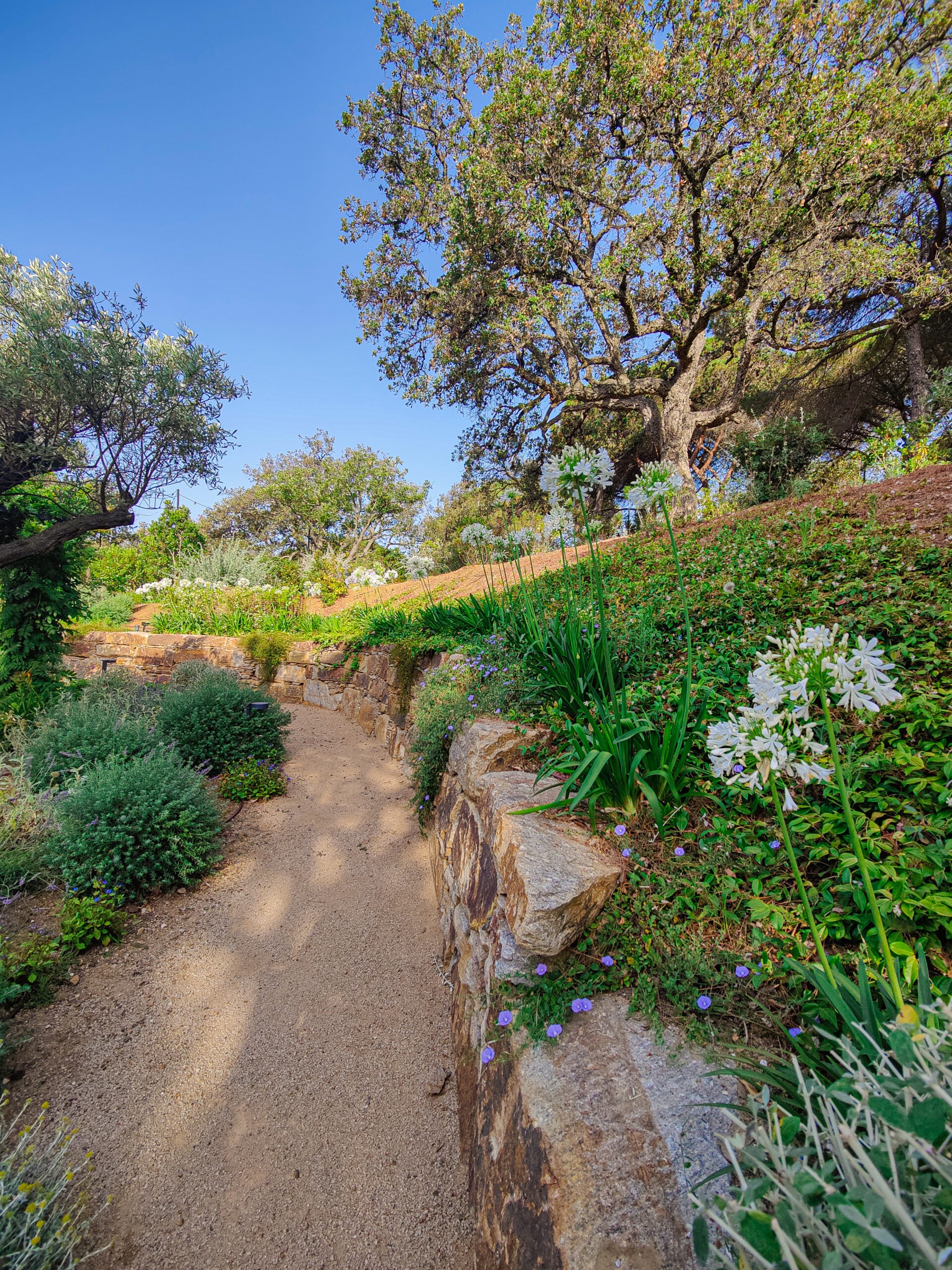 Allée et murets — jardin en pente Allée stabilisée entre murets en pierre du pays dans un jardin en pente méditerranéen par MR Paysage