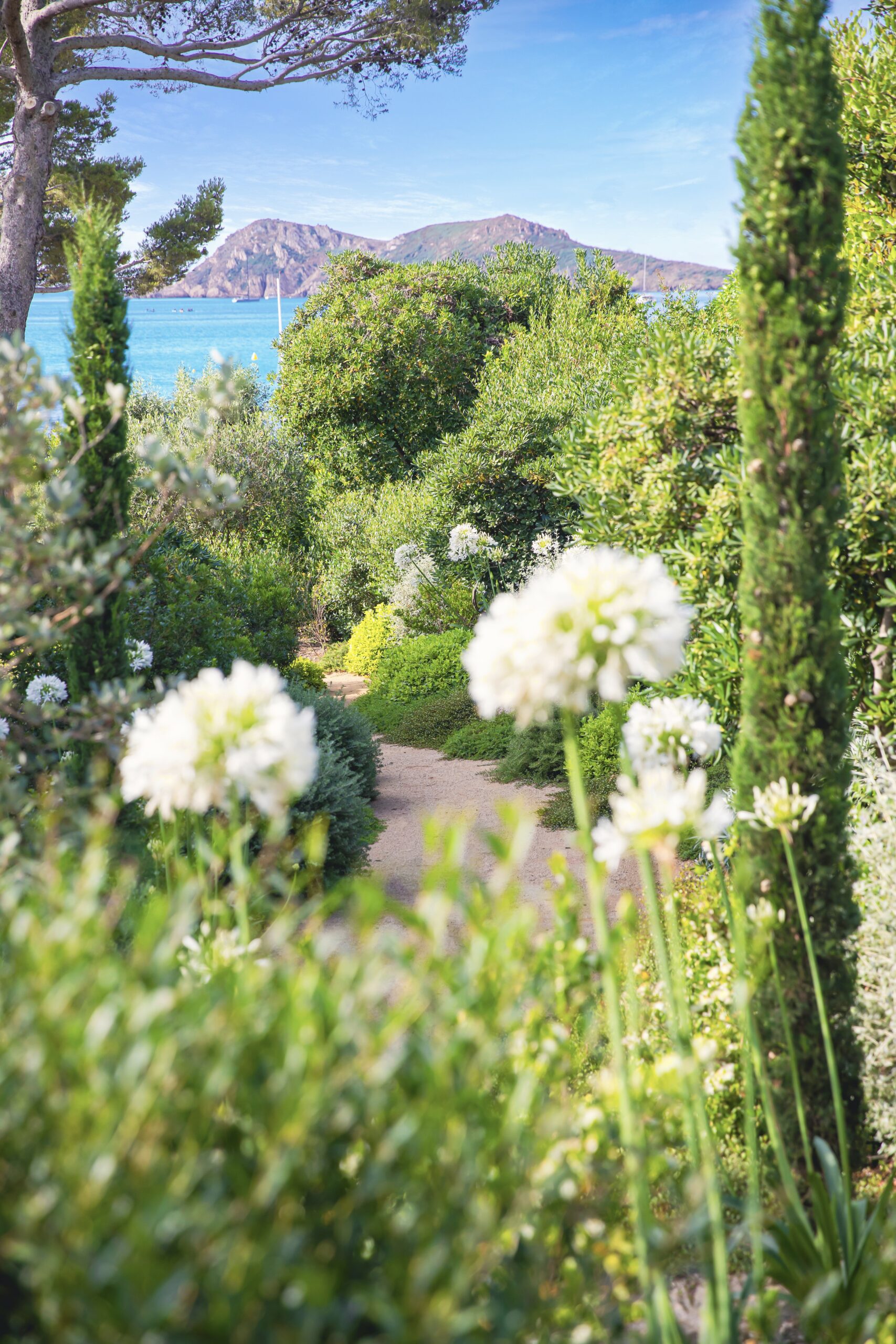 Allée vers la mer — agapanthes et cyprès Allée descendant vers la mer encadrée d'agapanthes et cyprès dans un jardin du golfe de Saint-Tropez par MR Paysage