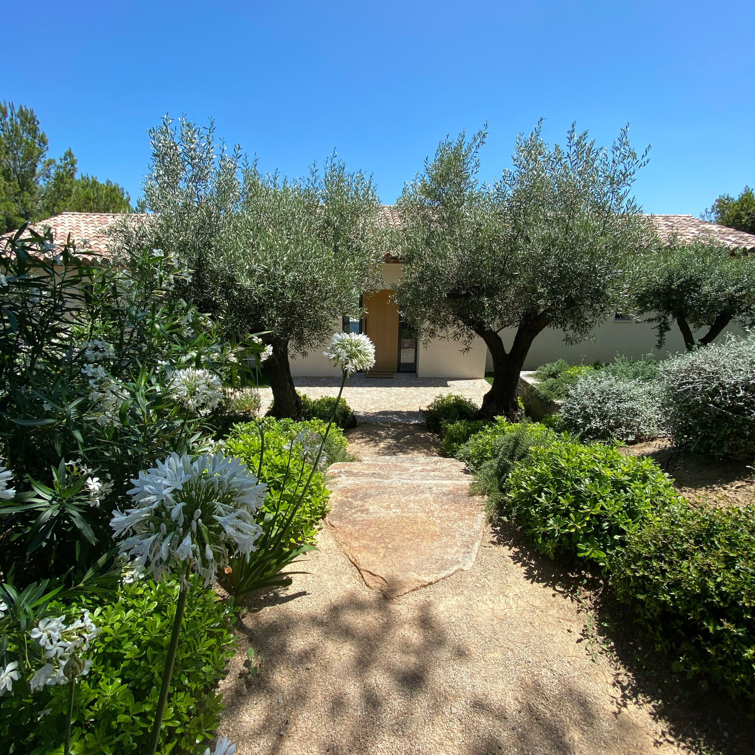 Allée d'oliviers — entrée de villa Allée bordée d'oliviers et d'agapanthes devant une villa traditionnelle par MR Paysage