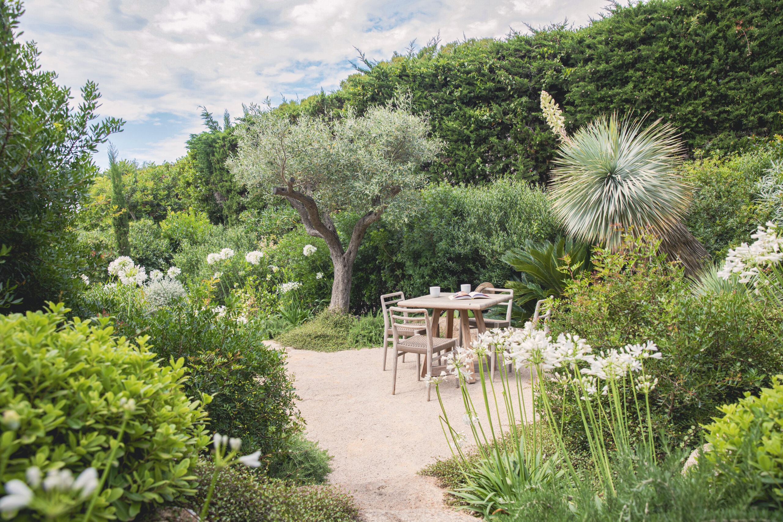 Coin repas — yucca rostrata et olivier Coin repas en plein air avec yucca rostrata et olivier dans un jardin méditerranéen par MR Paysage