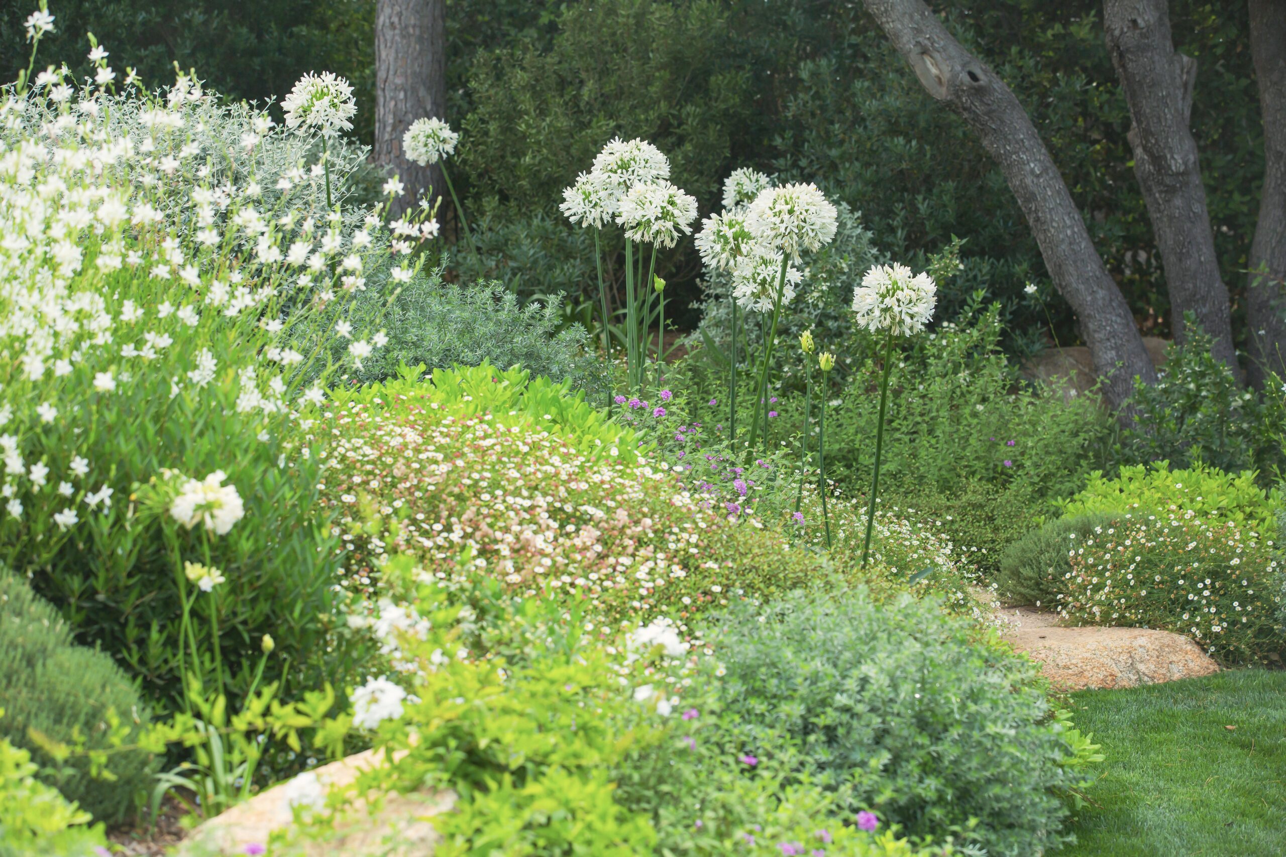 Massif fleuri en sous-bois — gauras et érigéron Massif fleuri de gauras blanches et agapanthes dans un jardin méditerranéen sous-bois par MR Paysage