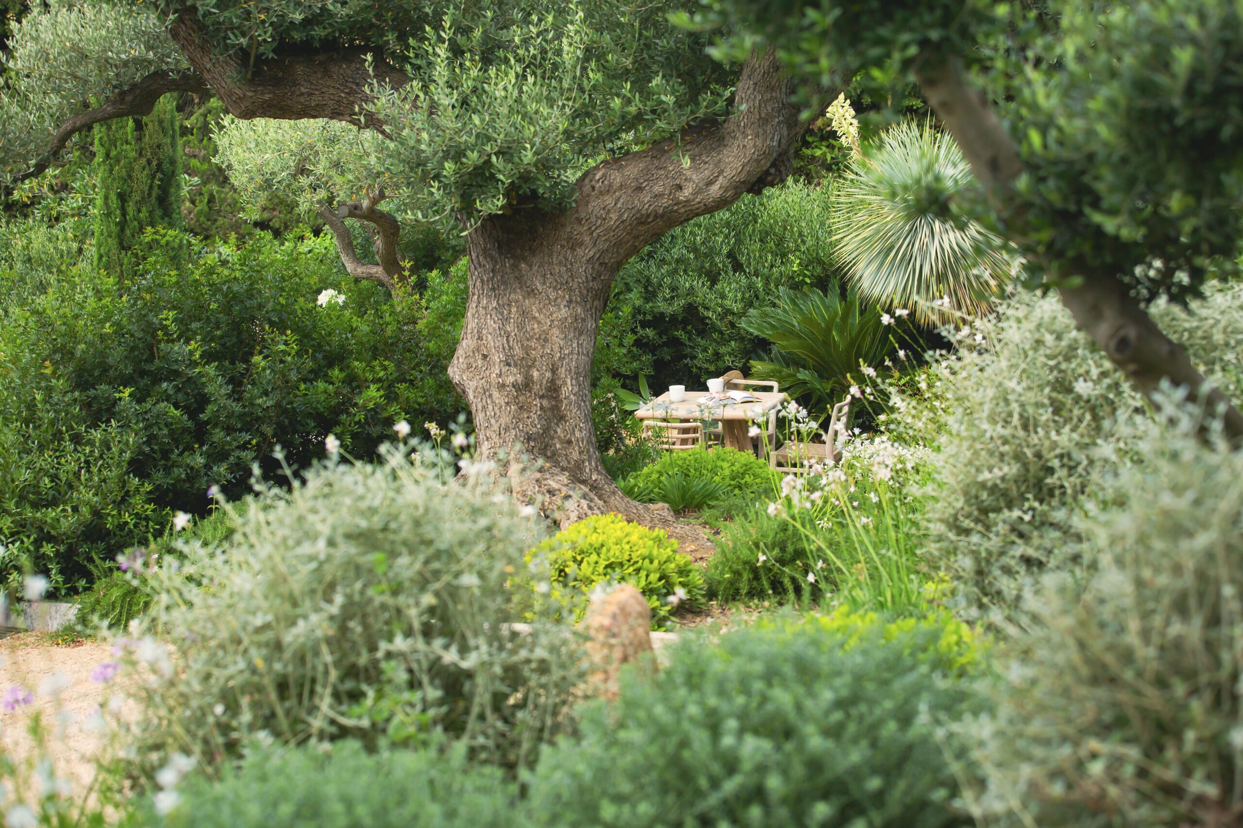 Olivier centenaire — tronc d'exception Olivier centenaire au tronc imposant dans un jardin méditerranéen par MR Paysage