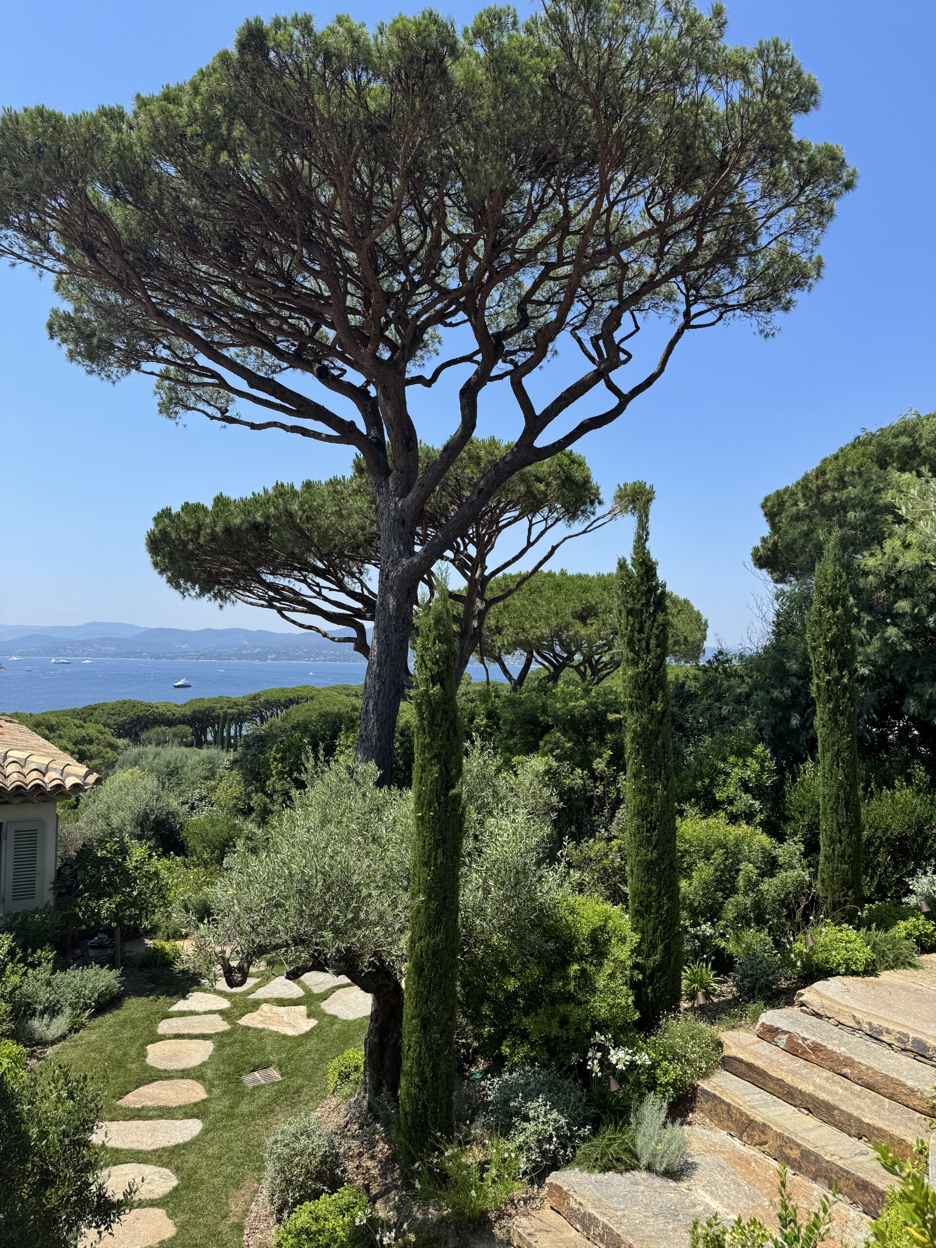 Pin parasol et vue sur la baie Pin parasol majestueux et vue sur la mer dans un jardin de villa à Saint-Tropez, escalier en pierre du pays par MR Paysage