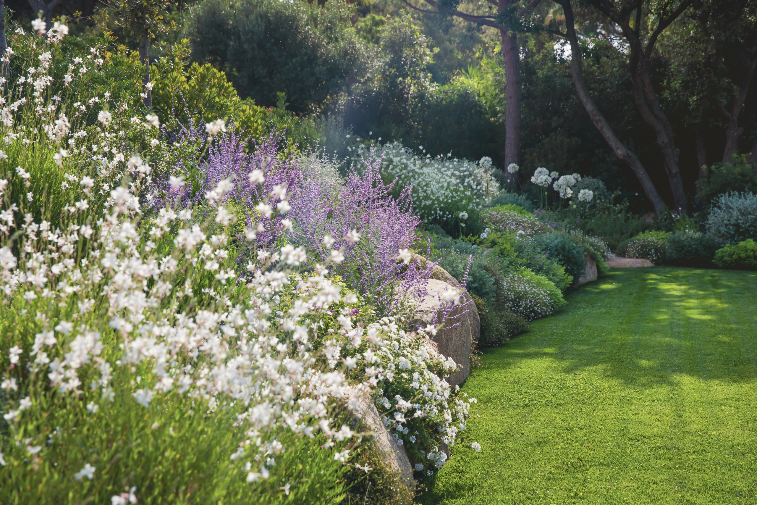Restanque fleurie — gauras et perovskia Restanque en pierre du pays plantée de gauras blanches et perovskia dans un jardin méditerranéen par MR Paysage