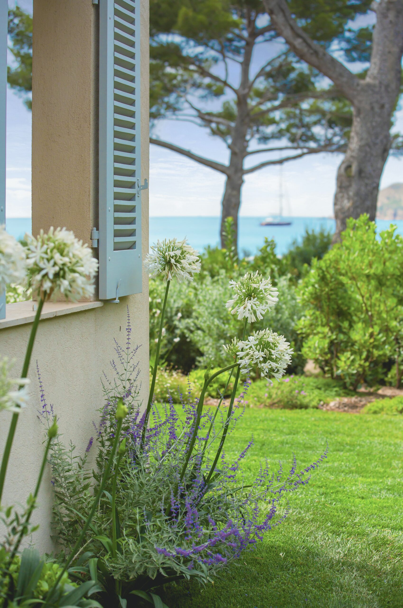 Volets bleus et agapanthes en pieds de mur Volets bleus et agapanthes blanches dans un jardin de villa face à la mer par MR Paysage