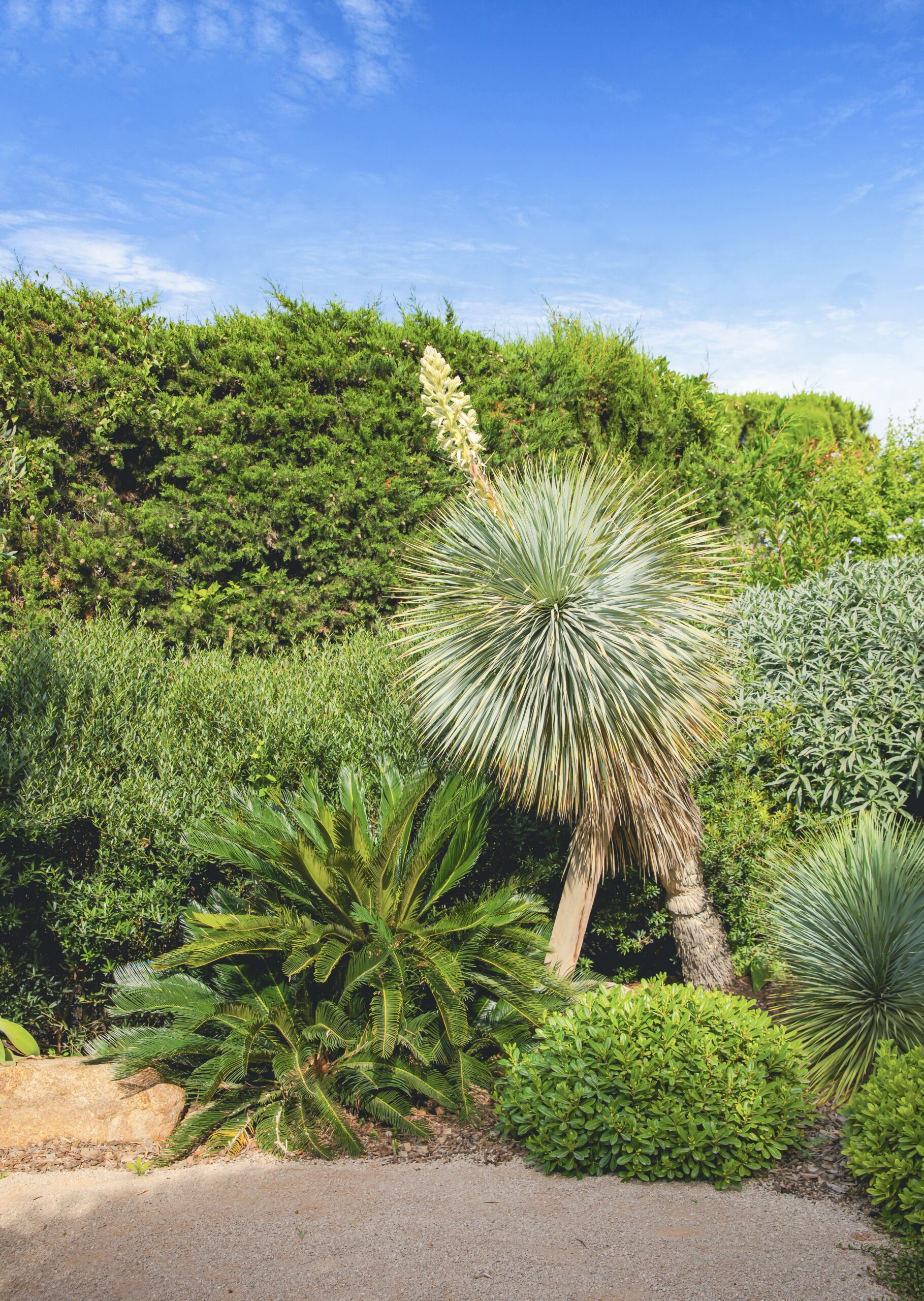 Yucca rostrata en fleurs — jardin contemporain Yucca rostrata bleu et cycas dans un jardin contemporain méditerranéen par MR Paysage